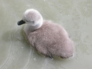 Le petit du cygne